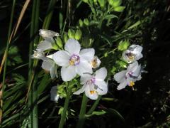 Jirnice modrá (Polemonium coeruleum L.) s bílými květy