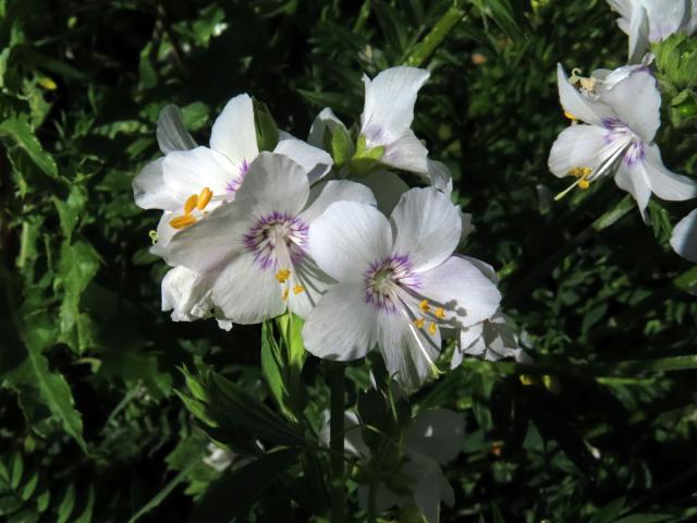 Jirnice modrá (Polemonium coeruleum L.) s bílými květy