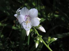 Jirnice modrá (Polemonium coeruleum L.) s bílými květy