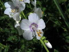 Jirnice modrá (Polemonium coeruleum L.) s bílými květy