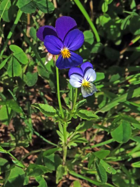 Violka trojbarevná (Viola tricolor L.)