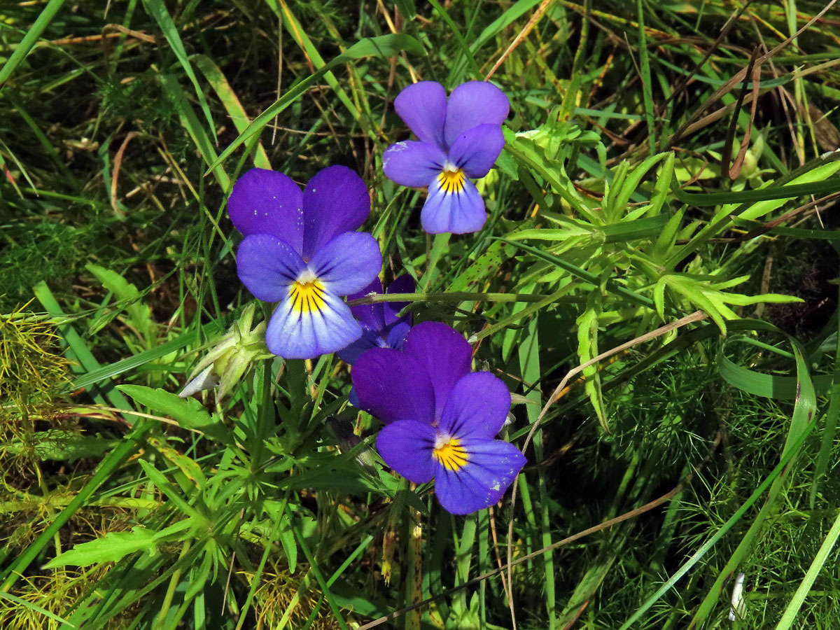 Violka trojbarevná (Viola tricolor L.)