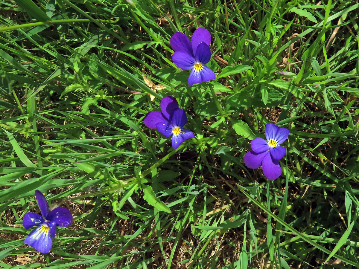 Violka trojbarevná (Viola tricolor L.)