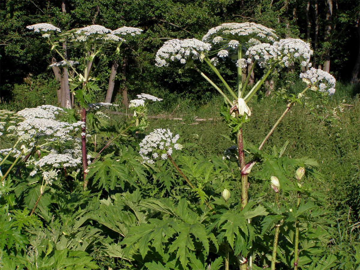 Bolševník velkolepý (Heracleum mantegazzianum Sommier et Levier)