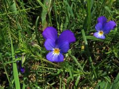 Violka trojbarevná (Viola tricolor L.)