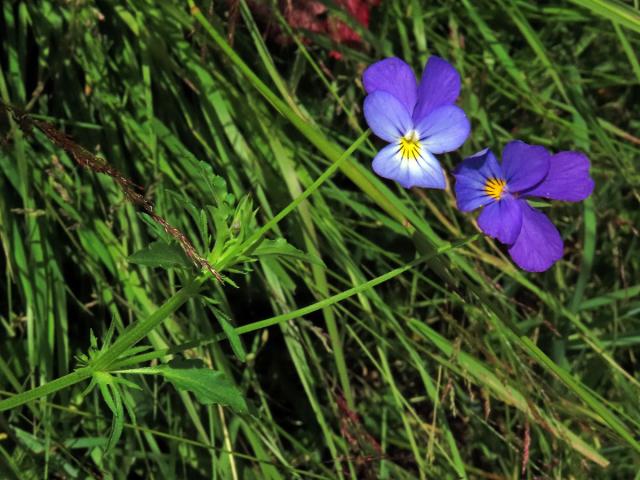 Violka trojbarevná (Viola tricolor L.)