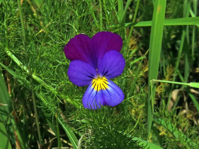 Violka trojbarevná (Viola tricolor L.)