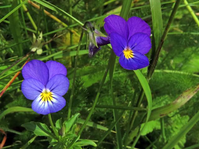 Violka trojbarevná (Viola tricolor L.)