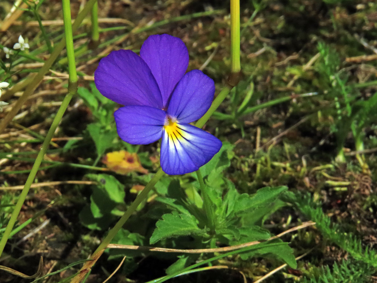 Violka trojbarevná (Viola tricolor L.)