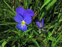 Violka trojbarevná (Viola tricolor L.)