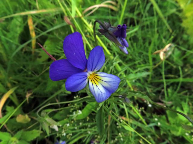 Violka trojbarevná (Viola tricolor L.)