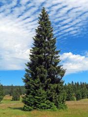 Smrk ztepilý (Picea abies (L.) Karsten)