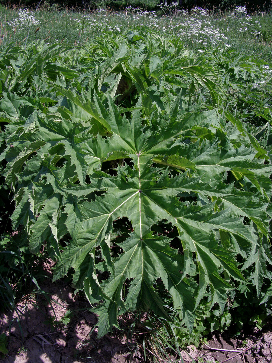 Bolševník velkolepý (Heracleum mantegazzianum Sommier et Levier)