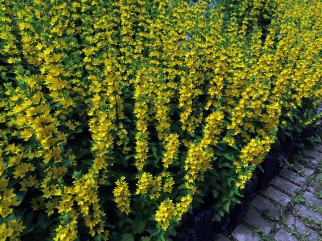 Vrbina tečkovaná (Lysimachia punctata L.)