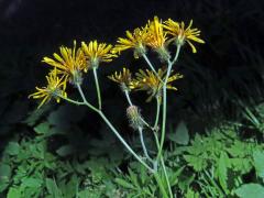 Škarda bahenní (Crepis paludosa (L.) Moench)