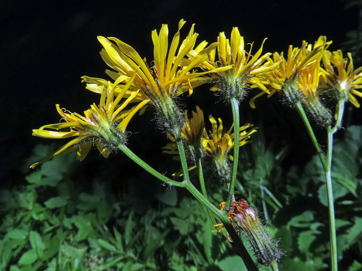 Škarda bahenní (Crepis paludosa (L.) Moench)