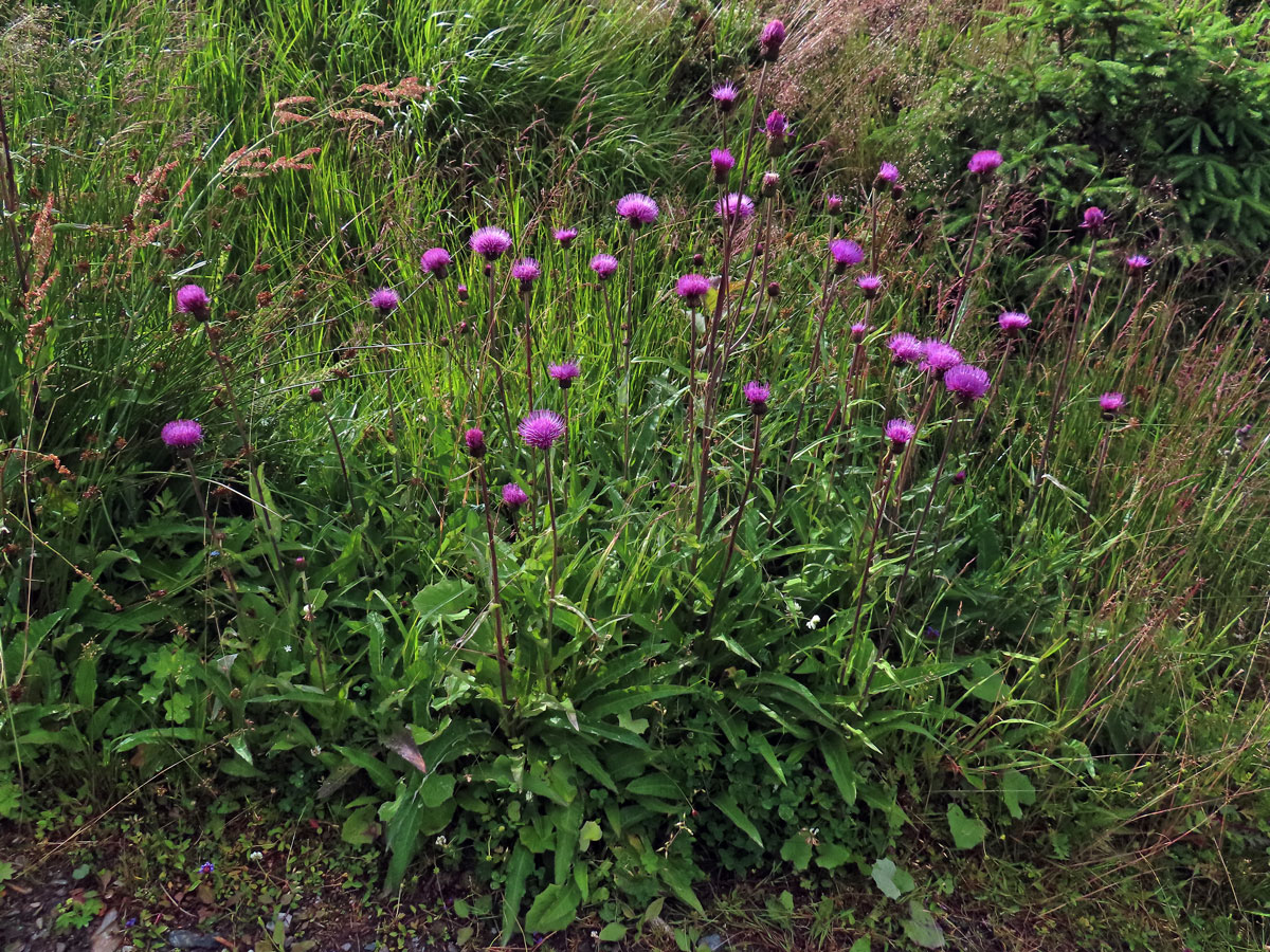 Pcháč různolistý (Cirsium heterophyllum (L.) Hill)