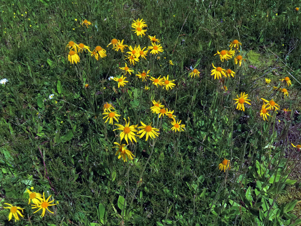 Prha arnika (chlumní) (Arnica montana L.)