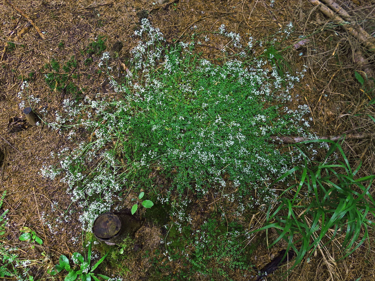 Svízel hercynský (Galium saxatile L.)