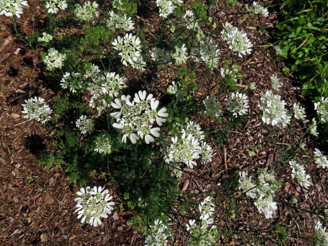 Paprska velkokvětá (Orlaya grandiflora (L.) Hoffm.)