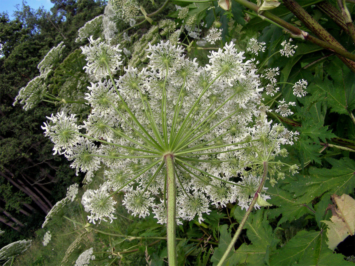 Bolševník velkolepý (Heracleum mantegazzianum Sommier et Levier)