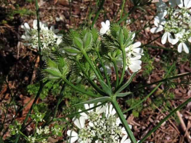 Paprska velkokvětá (Orlaya grandiflora (L.) Hoffm.)