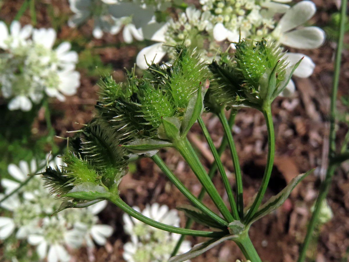 Paprska velkokvětá (Orlaya grandiflora (L.) Hoffm.)