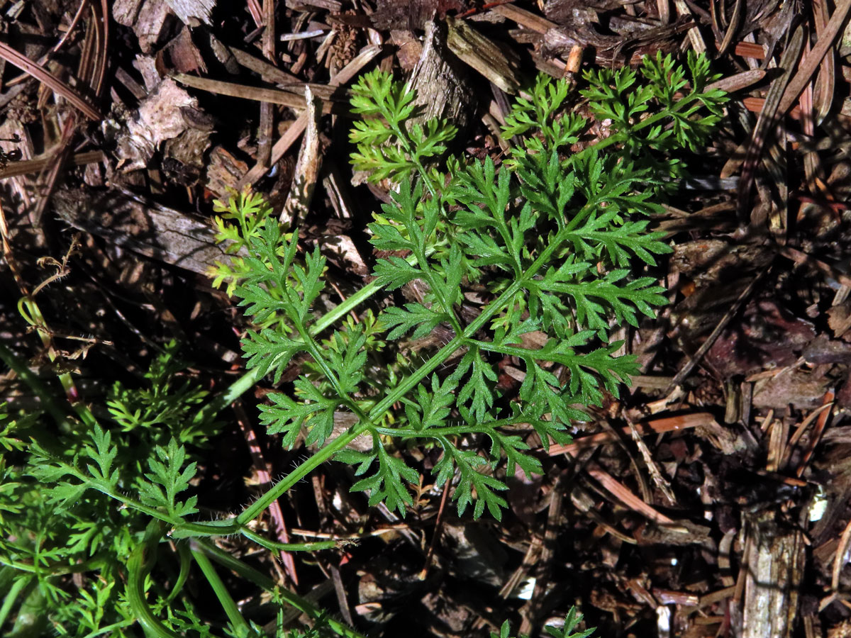 Paprska velkokvětá (Orlaya grandiflora (L.) Hoffm.)