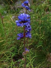 Zvonek hadincovitý (Campanula cervicaria L.)