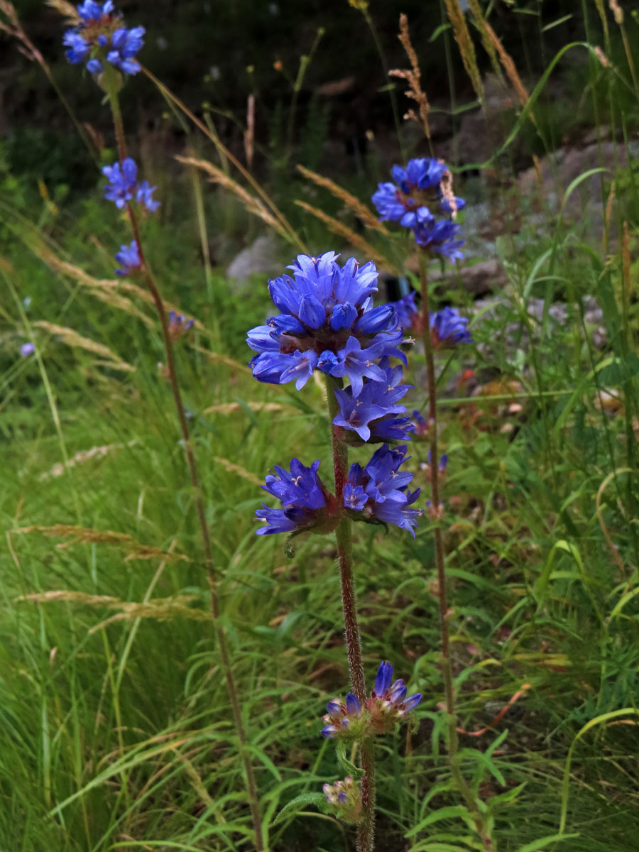 Zvonek hadincovitý (Campanula cervicaria L.)