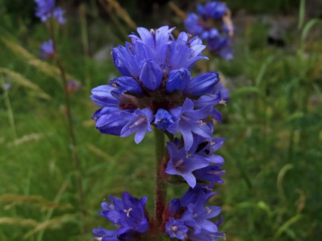 Zvonek hadincovitý (Campanula cervicaria L.)