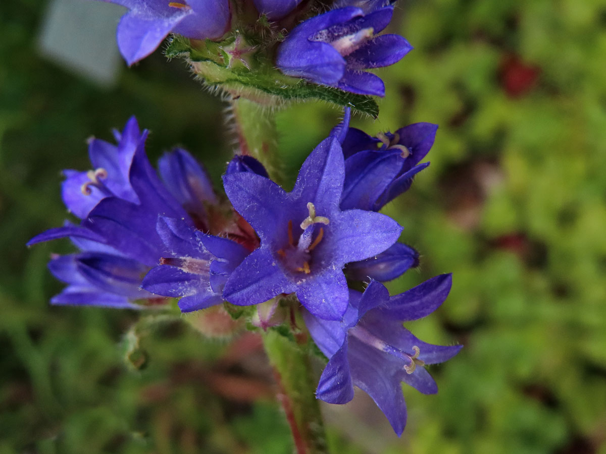 Zvonek hadincovitý (Campanula cervicaria L.)