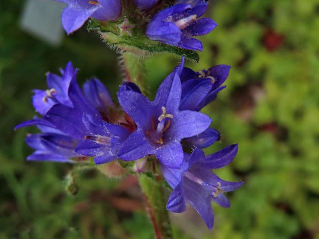 Zvonek hadincovitý (Campanula cervicaria L.)