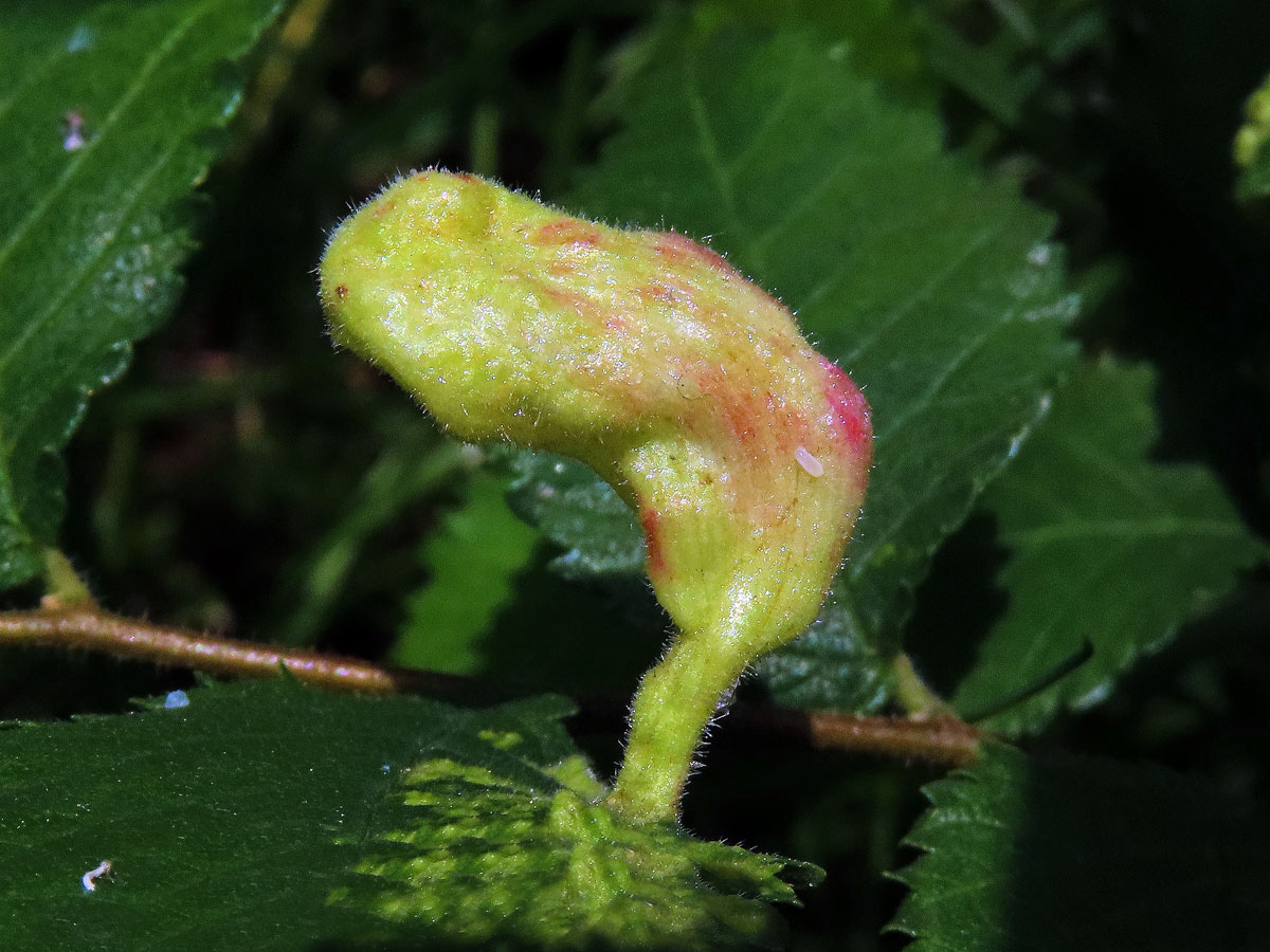 Hálky vlnatky Tetraneura nigriabdominalis