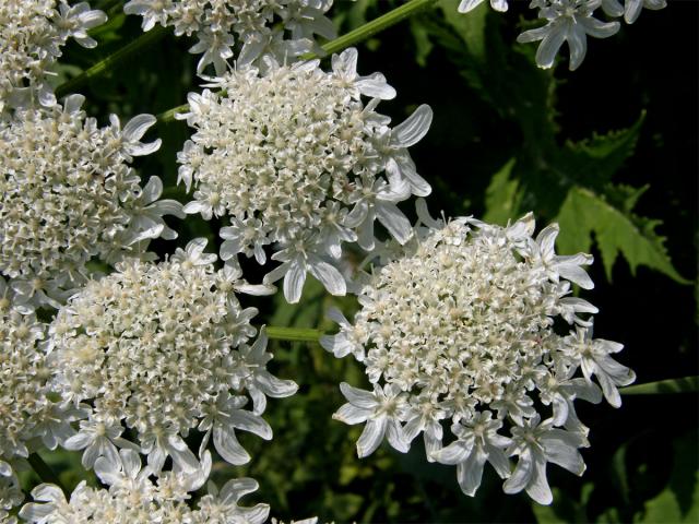 Bolševník velkolepý (Heracleum mantegazzianum Sommier et Levier)