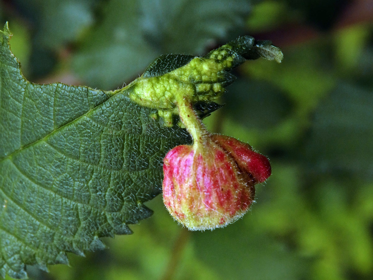 Hálky vlnatky Tetraneura nigriabdominalis