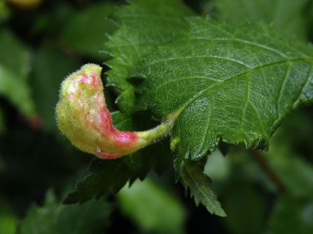 Hálky vlnatky Tetraneura nigriabdominalis