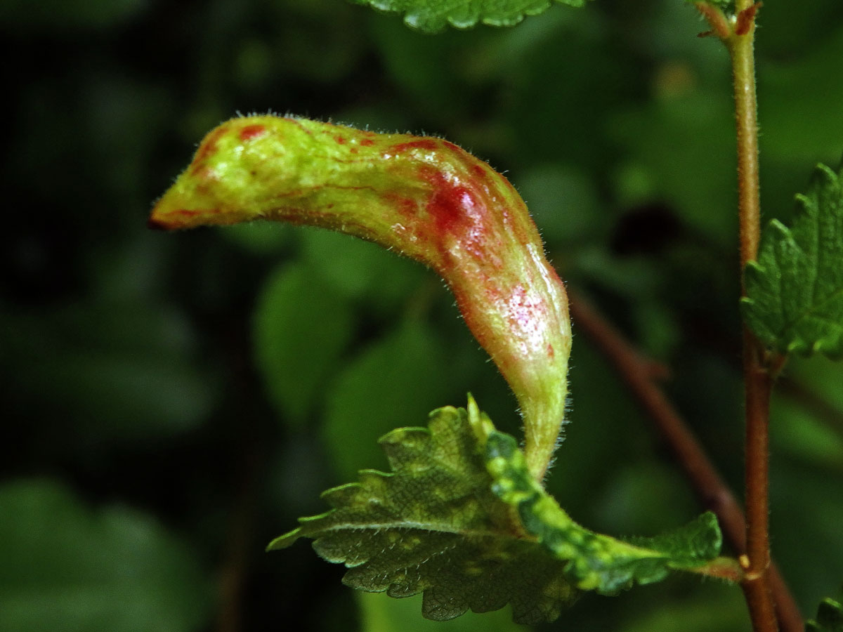 Hálky vlnatky Tetraneura nigriabdominalis