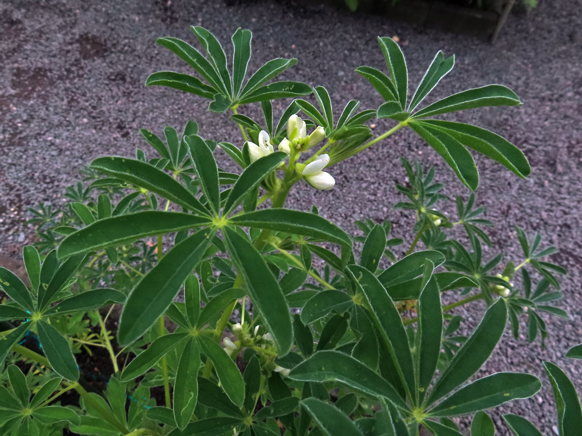 Lupina žlutá (Lupinus luteus L.)