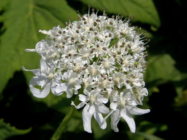 Bolševník velkolepý (Heracleum mantegazzianum Sommier et Levier)