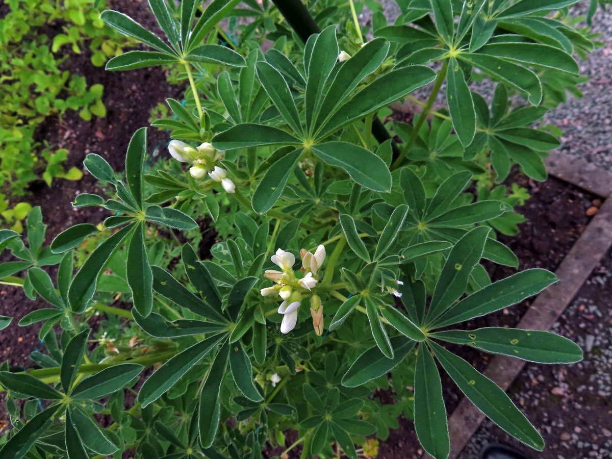 Lupina žlutá (Lupinus luteus L.)