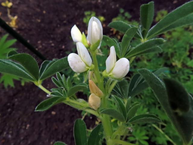 Lupina žlutá (Lupinus luteus L.)