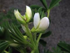 Lupina žlutá (Lupinus luteus L.)