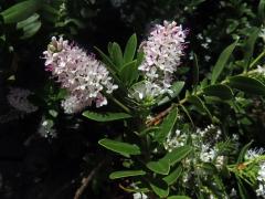 Rozrazil (Veronica albicans Petri)