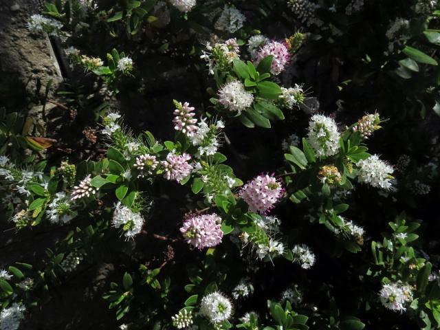 Rozrazil (Veronica albicans Petri)