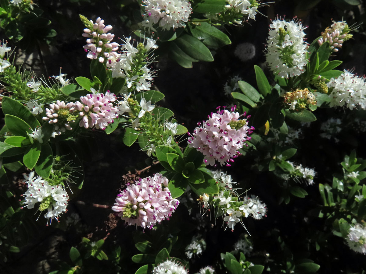 Rozrazil (Veronica albicans Petri)