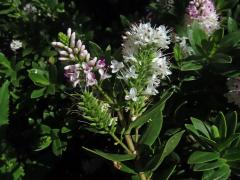 Rozrazil (Veronica albicans Petri)