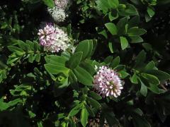 Rozrazil (Veronica albicans Petri)