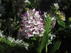 Rozrazil (Veronica albicans Petri)