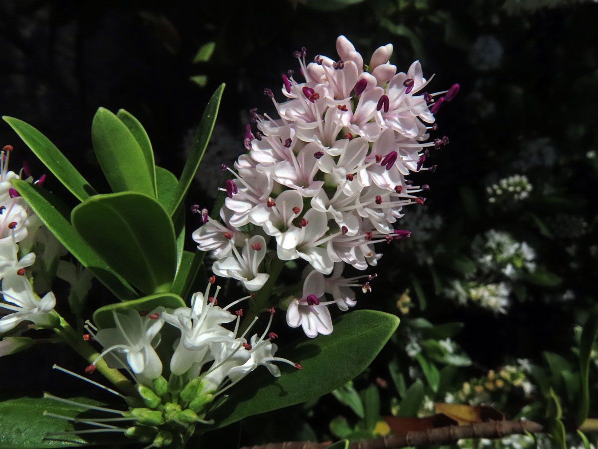 Rozrazil (Veronica albicans Petri)